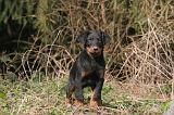 BEAUCERON - PUPPIES 403